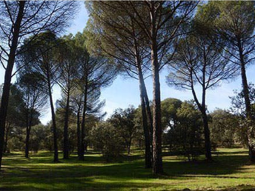El Ayuntamiento de Boadilla podará entre 8.500 y 9.000 árboles en todo el municipio